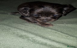 Cockapoo dogs for sale: F2b cockapoo puppies - Image 20