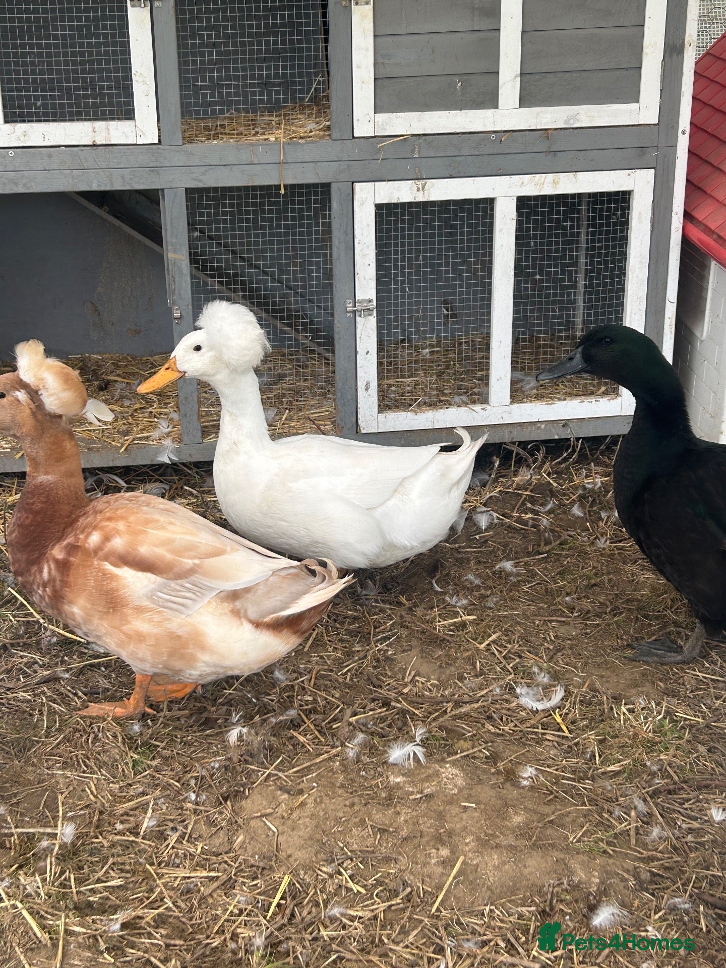 Ducks poultry White crested drake  - Advert 5
