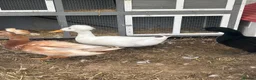 Ducks poultry for sale: White crested drake  in Kettering - Advert 1