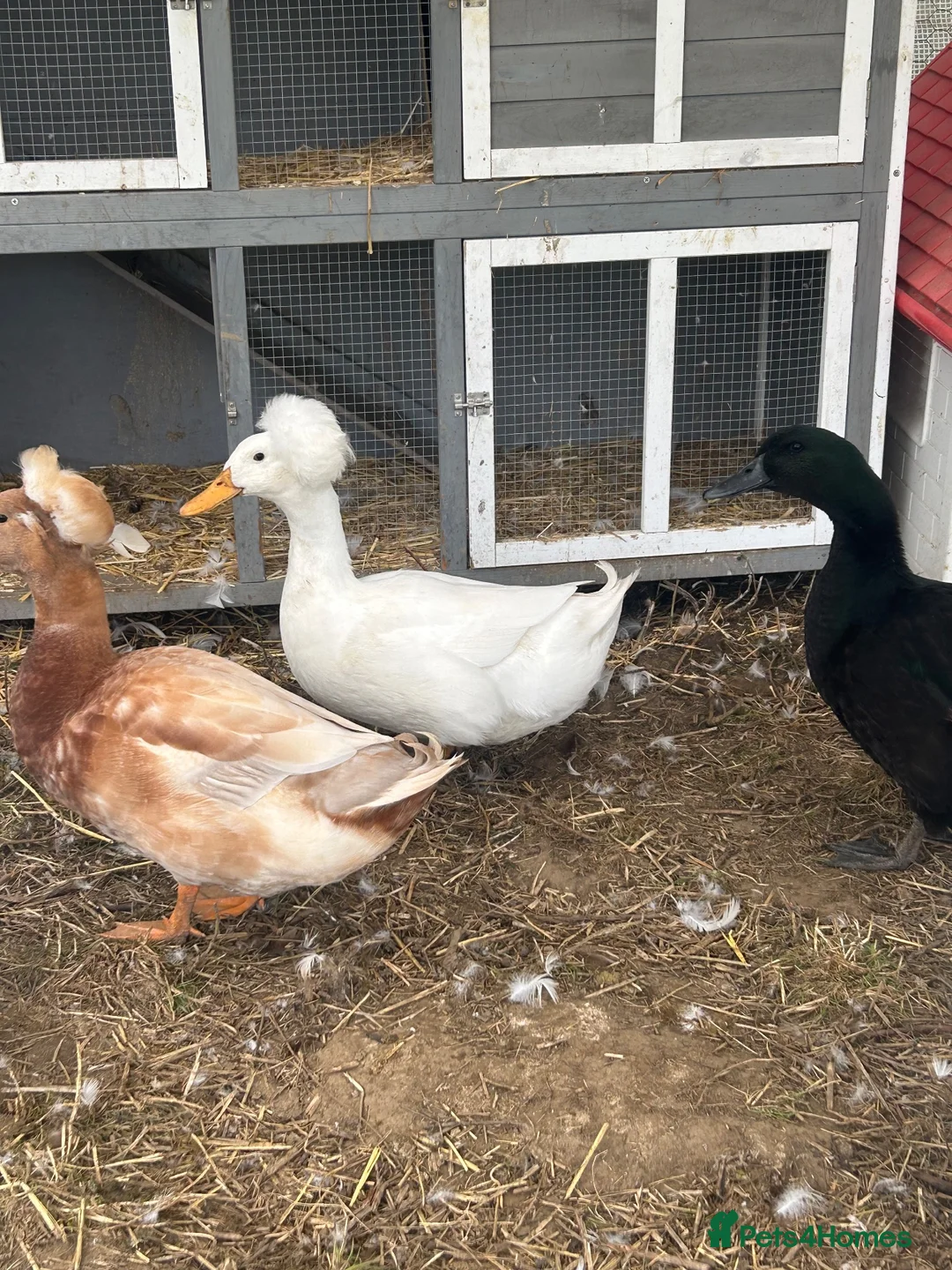 Ducks poultry for sale: White crested drake  in Kettering - Advert 1