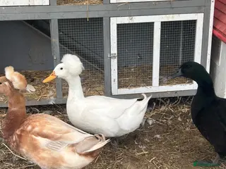 Ducks poultry White crested drake - Advert 5