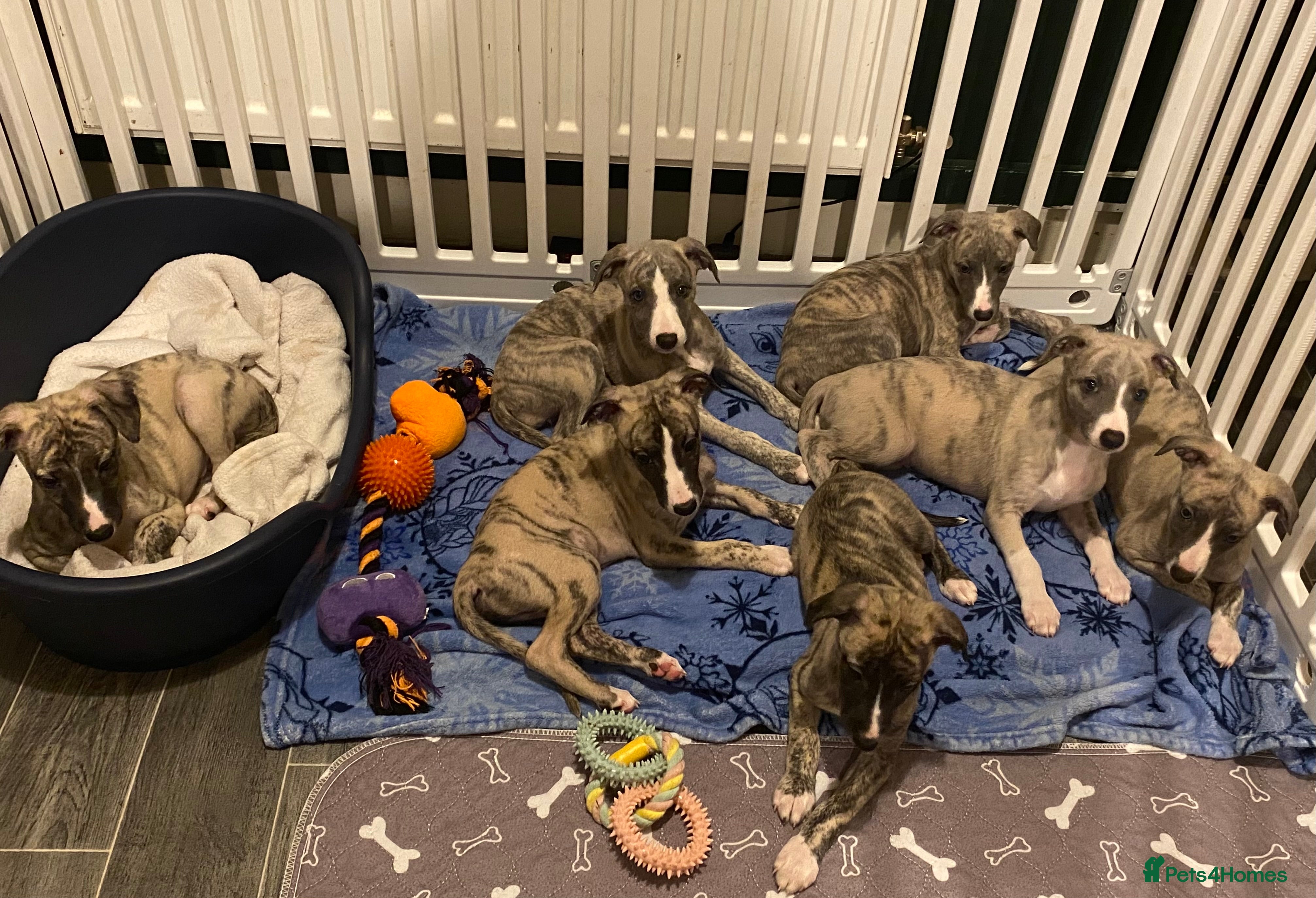 Whippet dogs 🐾✨ Exceptional Brindle Whippet Puppies✨🐾 - Advert 1
