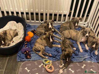 Whippet dogs 🐾✨ Exceptional Brindle Whippet Puppies✨🐾 - Advert 1