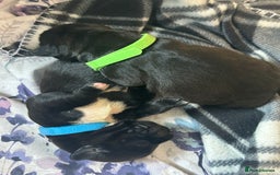 Mixed Breed dogs for sale: Sprocker cross blue staffy puppies for sale  - Image 17