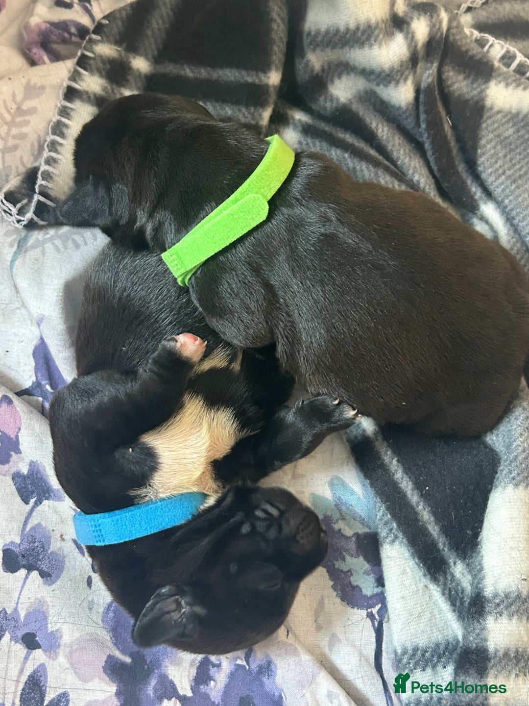 Mixed Breed dogs for sale: Sprocker cross blue staffy puppies for sale  - Image 17