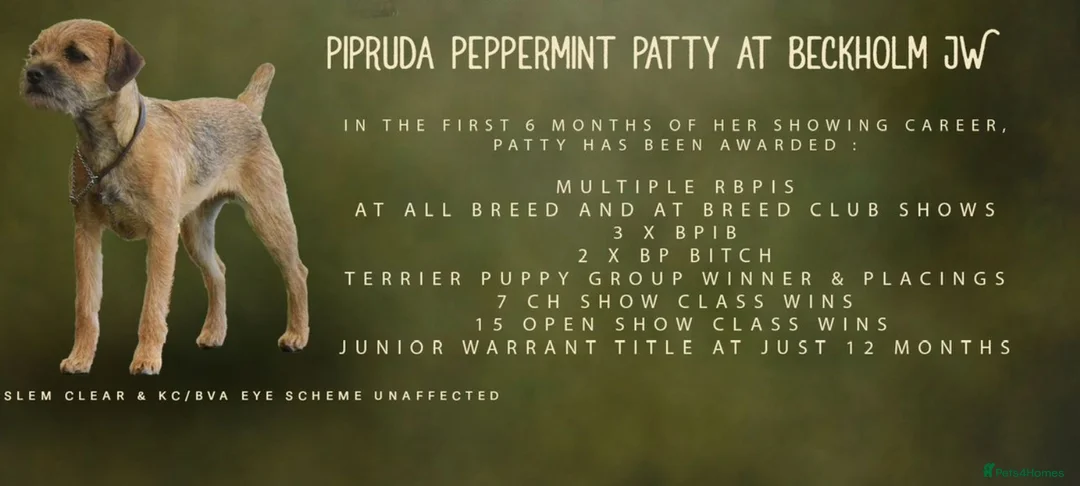 Border Terrier dogs for sale: Kc Show Quality Puppies  - Advert 13