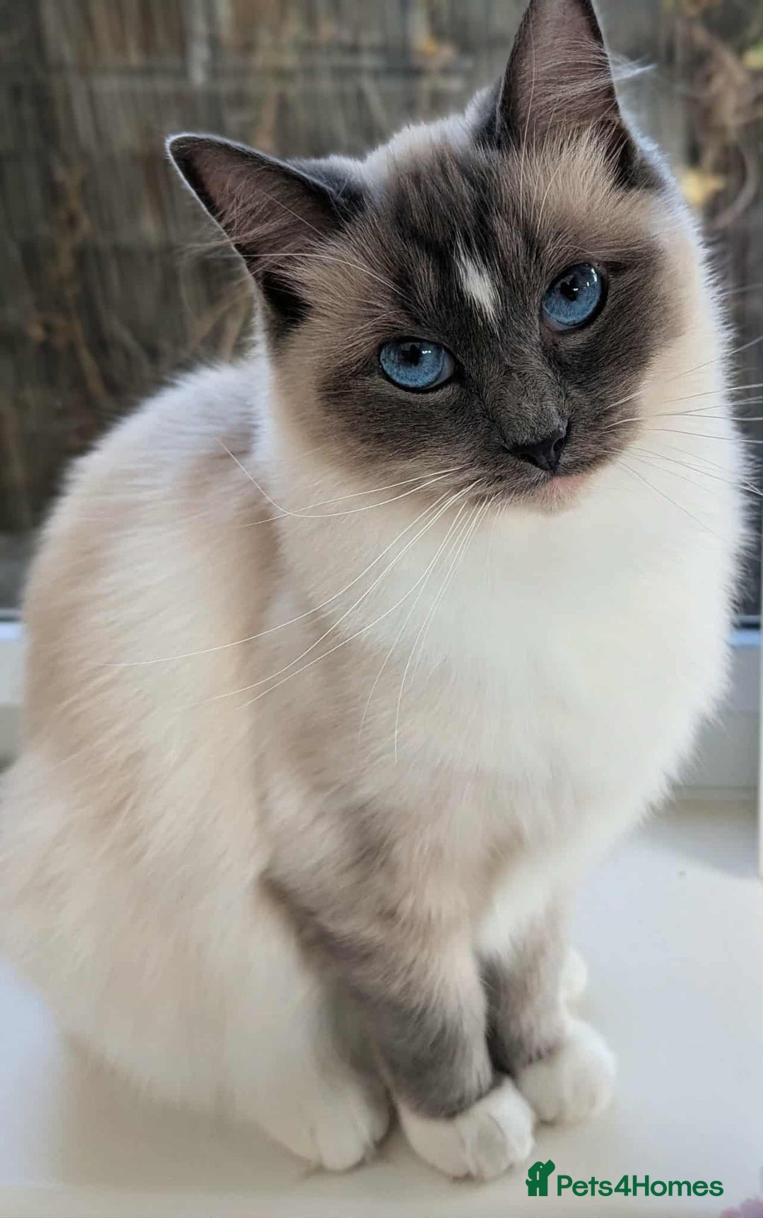 Ragdoll cats for sale: Ragdoll cat  - Advert 1