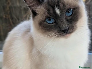 Ragdoll cats Ragdoll cat - Advert 1