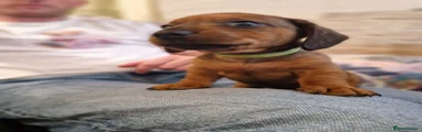 Miniature Dachshund Puppy 5