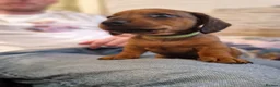 Miniature Dachshund dogs for sale: Beautiful miniature dachshund puppies - Advert 8