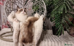 Ragdoll cats for sale: Quality Tica reg Ragdoll kittens  - Image 26