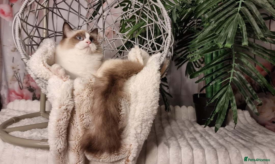 Ragdoll cats for sale: Quality Tica reg Ragdoll kittens  - Image 26