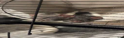 Rat rodents for sale: two female rats for sale! in Richmond - Advert 5