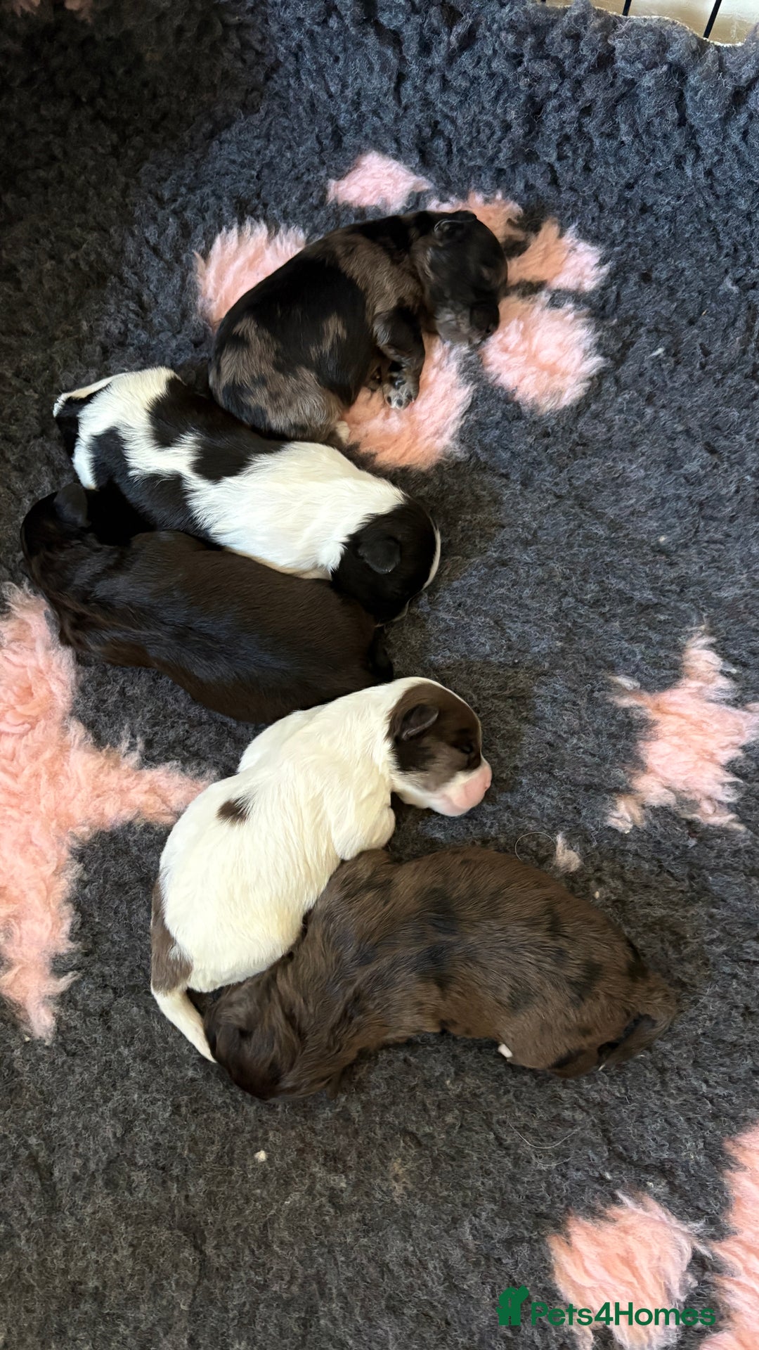 Lhasapoo dogs for sale: 9 stunning lhasapoo’s  - Image 6