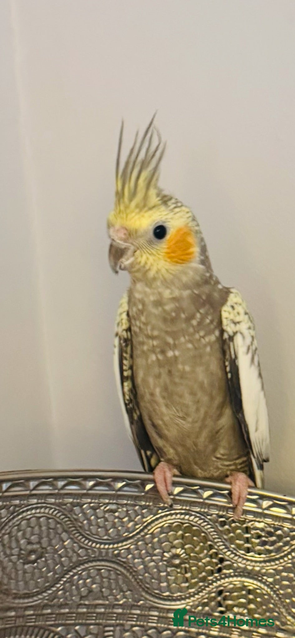 Cockatiels birds Male cockatiel with cage  - Advert 2