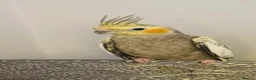Cockatiels birds for sale: Male cockatiel with cage  - Advert 2