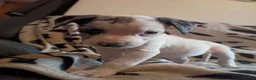 Staffordshire Bull Terrier dogs for sale: Beautiful Merle Staffy pups - Advert 12
