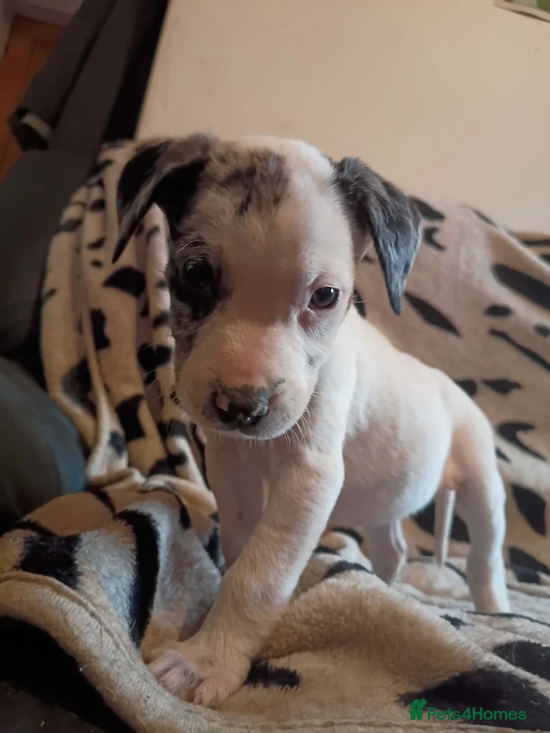 Staffordshire Bull Terrier dogs for sale: Beautiful Merle Staffy pups - Advert 12