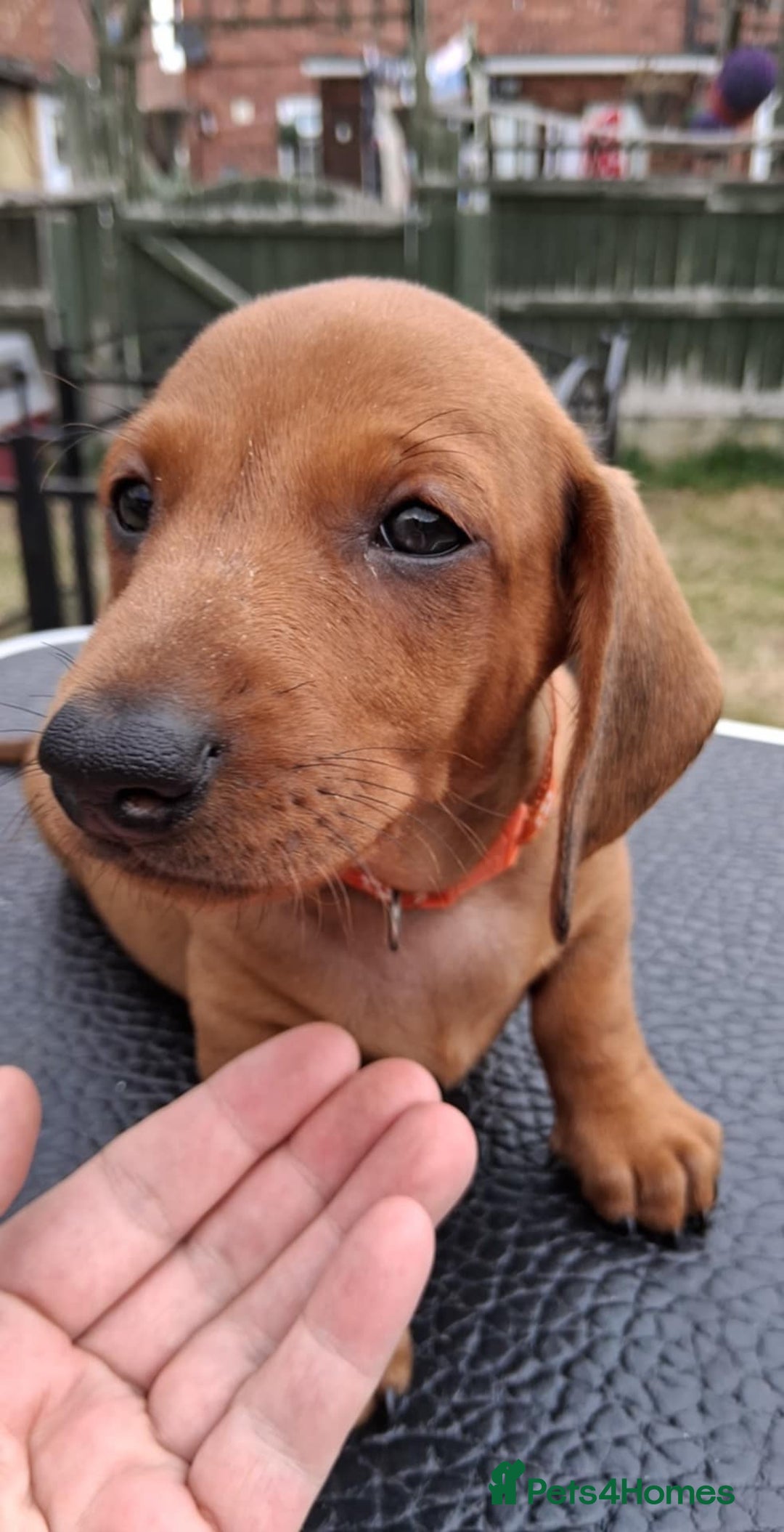 Dachshund dogs for sale: Standard smooth dachshunds males  - Image 18