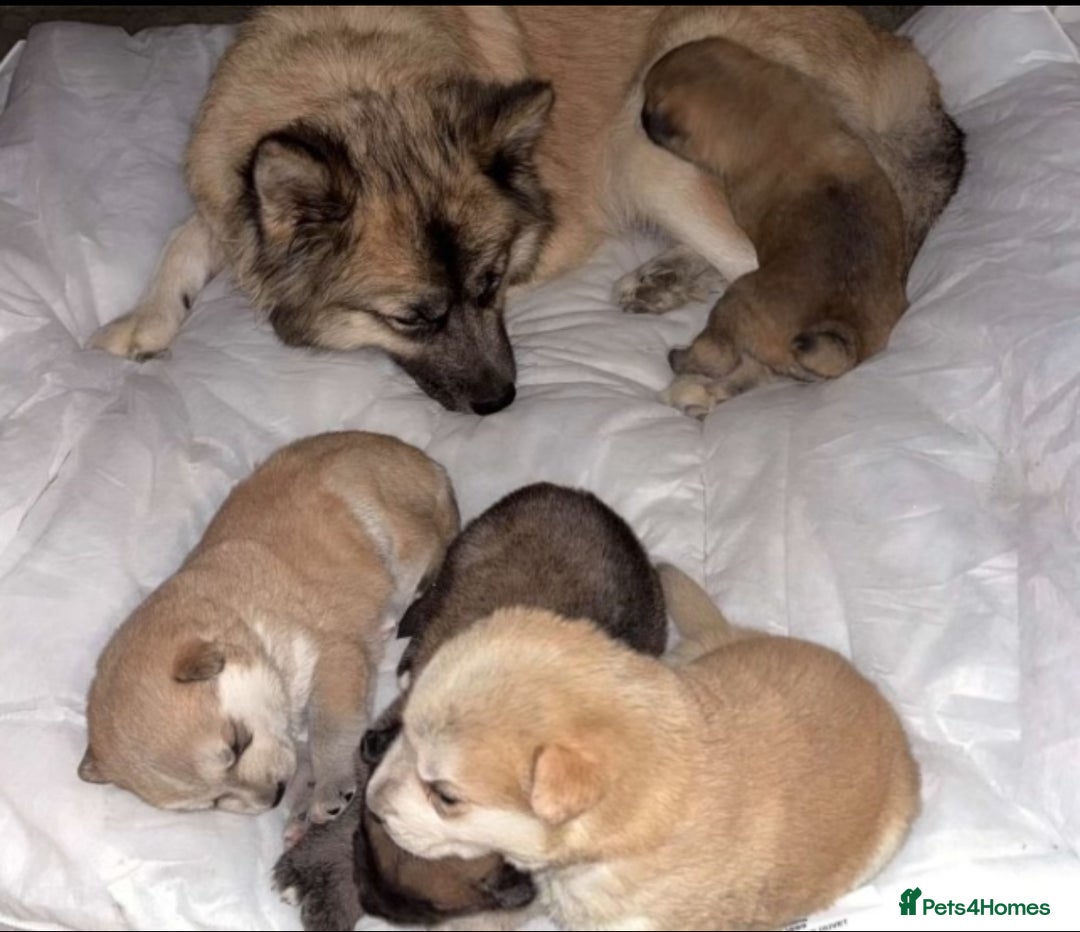 Mixed Breed dogs for sale: Akita x German Shepard male and female  - Advert 7
