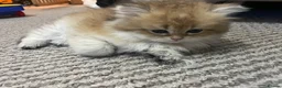 British Longhair cats for sale: Last BLH beautiful Boy - Advert 5