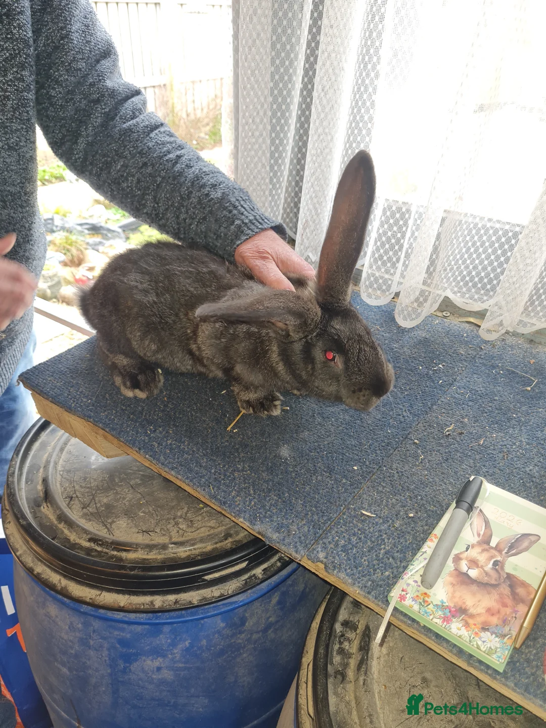 Continental Giant rabbits for sale: 5 continental giants in Newton Aycliffe - Advert 5