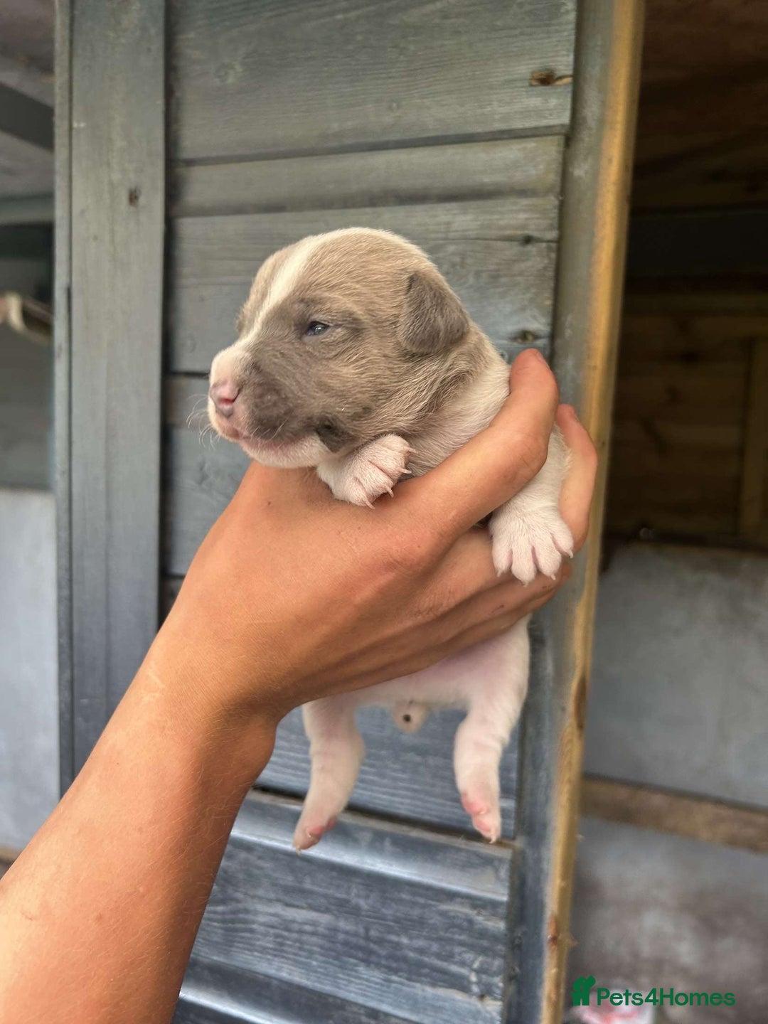 Jack Russell dogs for sale: 4 Jack Russel pups for sale  - Image 6