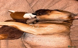 French Bulldog dogs for sale: Rocky  - Image 5