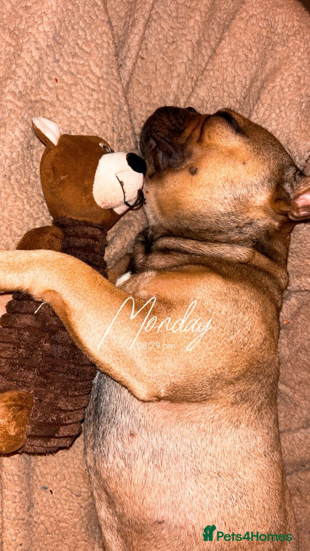 French Bulldog dogs for sale: Rocky  - Image 5