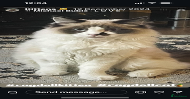 Ragdoll cats - Advert 9
