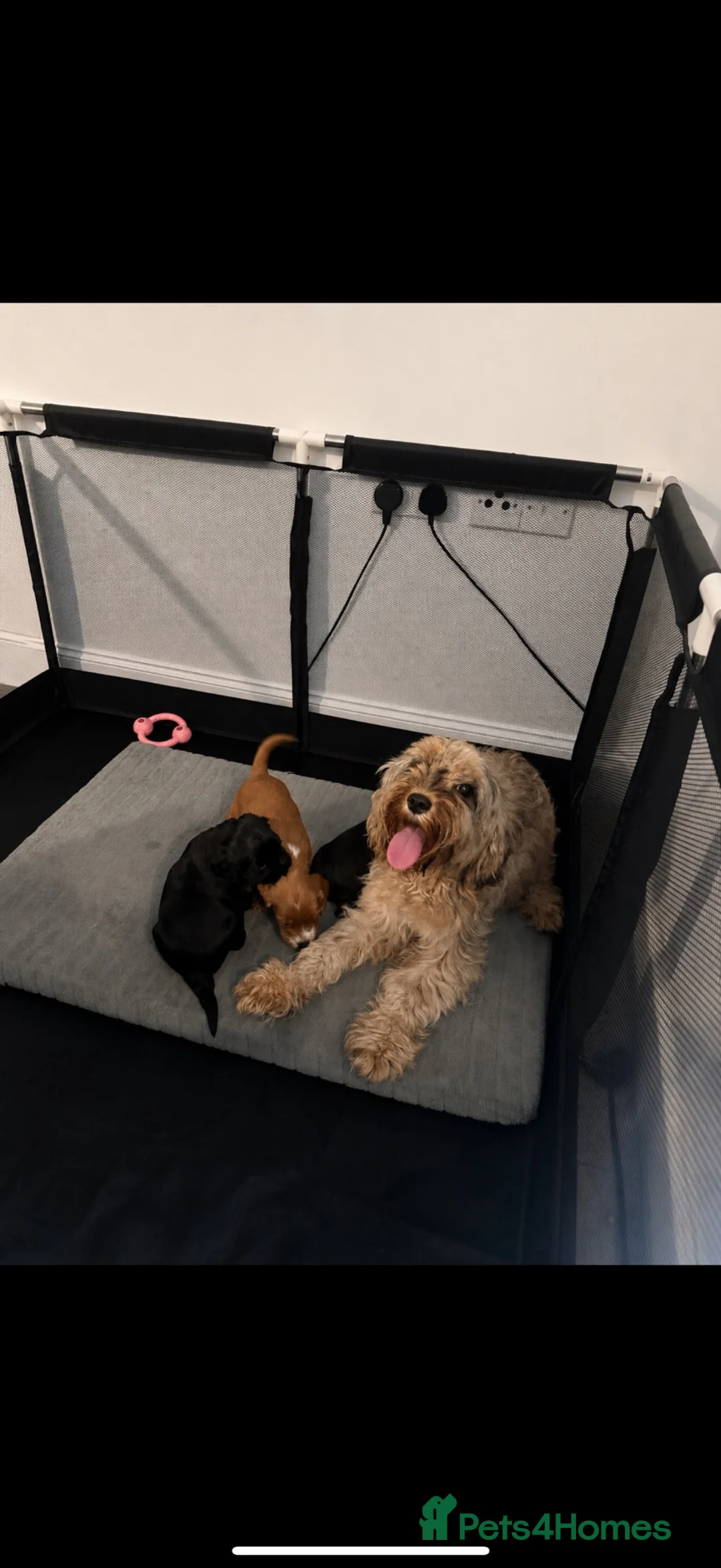 Cockapoo dogs for sale: Cockapoo puppies  - Advert 2