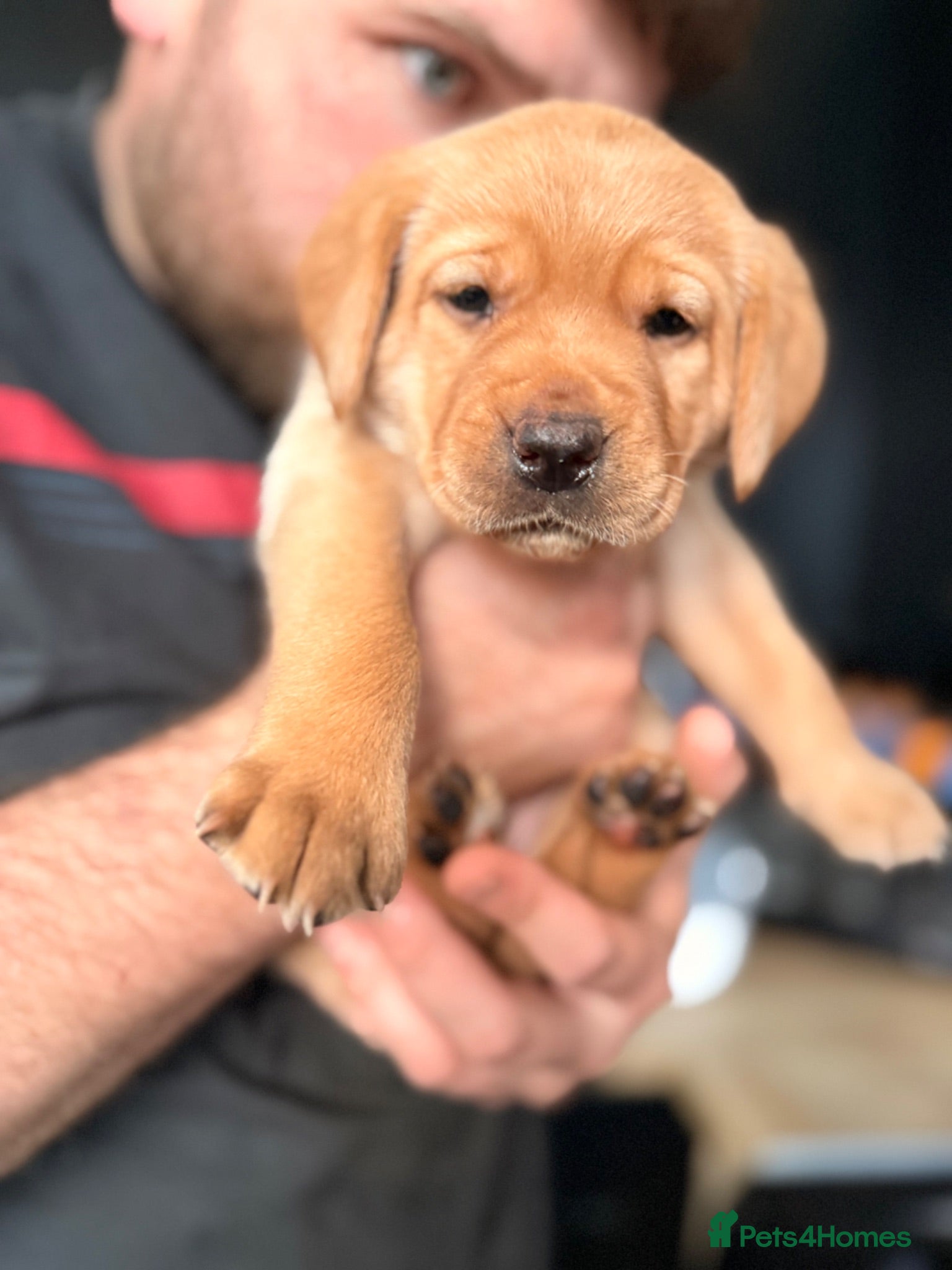 Labrador Retriever dogs Chunky Lab Female Puppies READY SOON - Advert 4