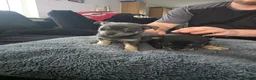 Chihuahua dogs for sale: 4 tiny beautiful chihuahua puppies  in Liverpool - Advert 5