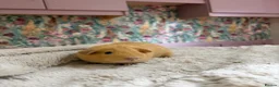 Guinea Pig rodents for sale: 🐹 Guinea Pigs Looking for Loving Homes - Advert 13