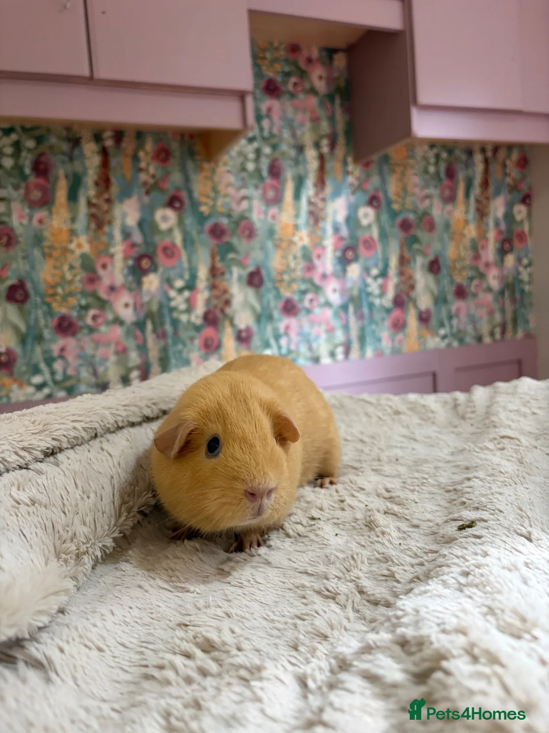 Guinea Pig rodents for sale: 🐹 Guinea Pigs Looking for Loving Homes - Advert 13