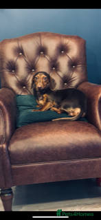 Dachshund dogs Dachshund Puppies - Advert 13