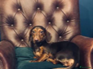 Dachshund dogs Dachshund Puppies - Advert 7