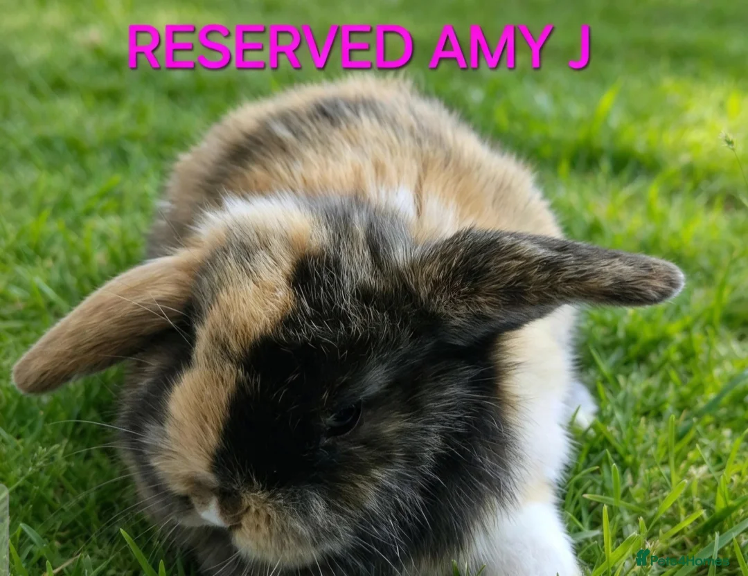 Mini Lop rabbits for sale: Mini lop babies  - Advert 1