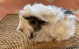 Guinea Pig rodents for sale: Gorgeous baby sows - Image 1