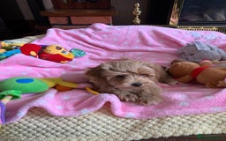 Maltipoo dogs for sale: Beautiful maltipoo puppies looking for new homes  - Image 22