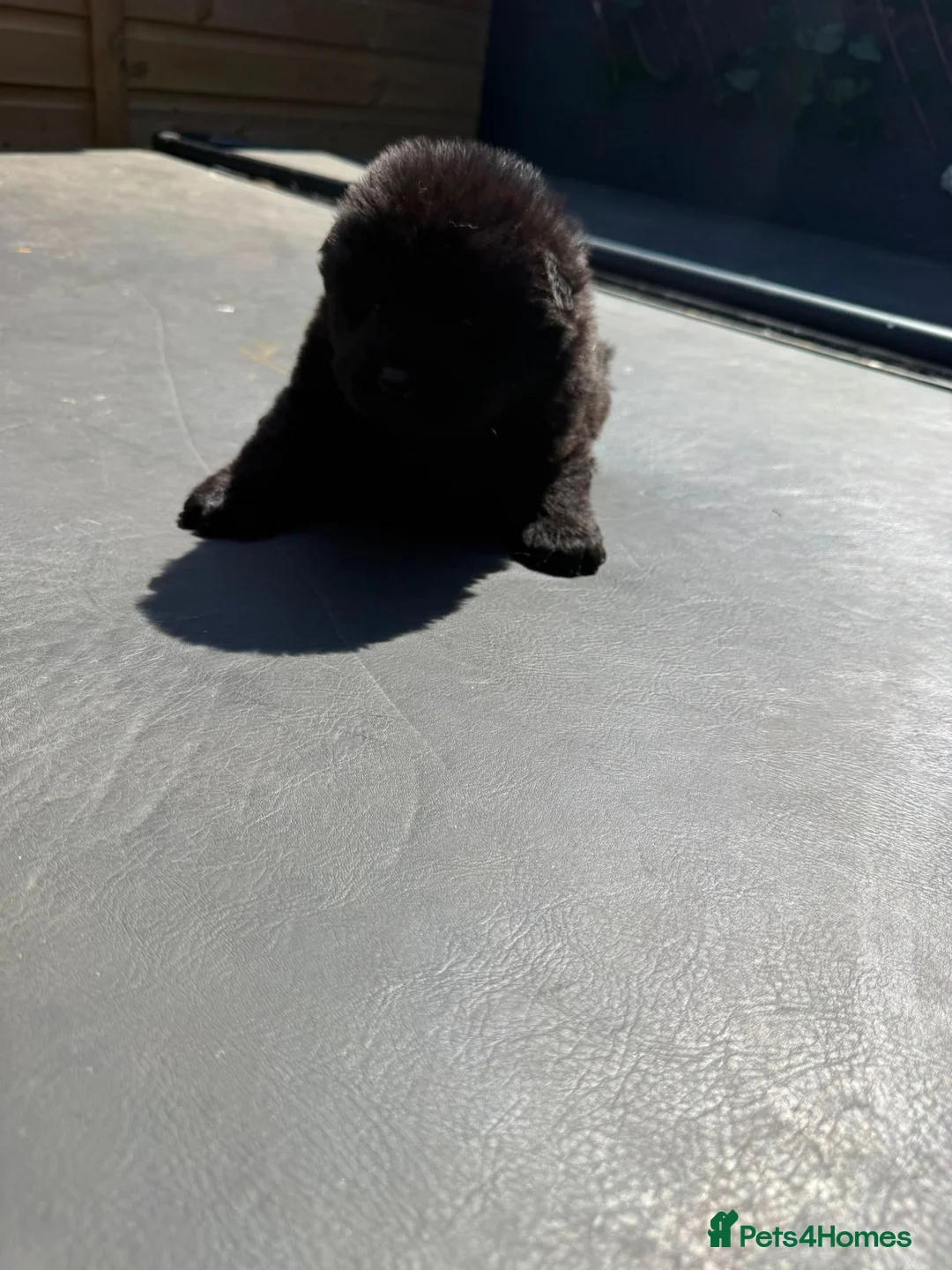 Chow Chow dogs for sale: Chows - Advert 15