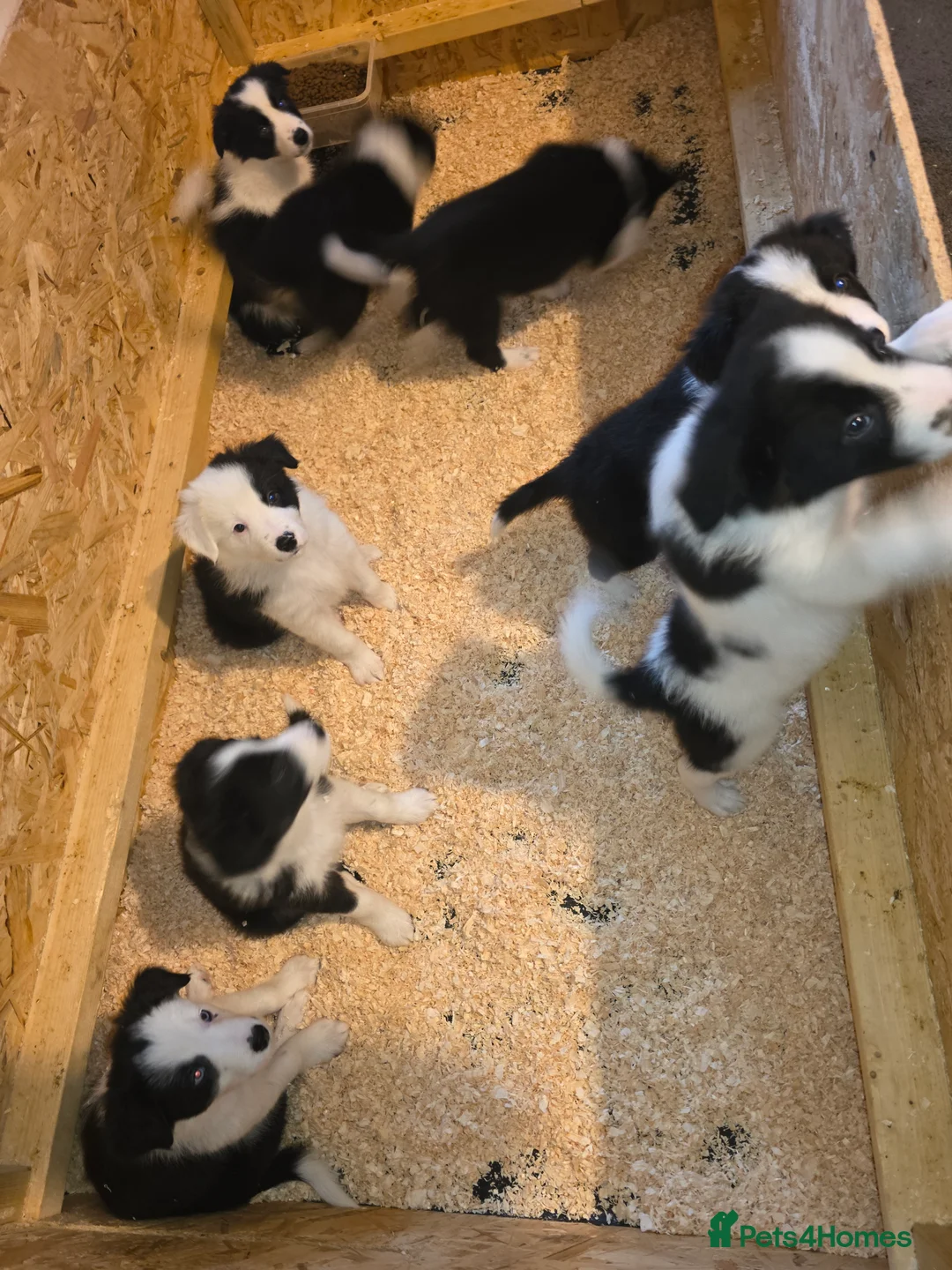 Border Collie dogs for sale: Border collie pups  - Advert 20
