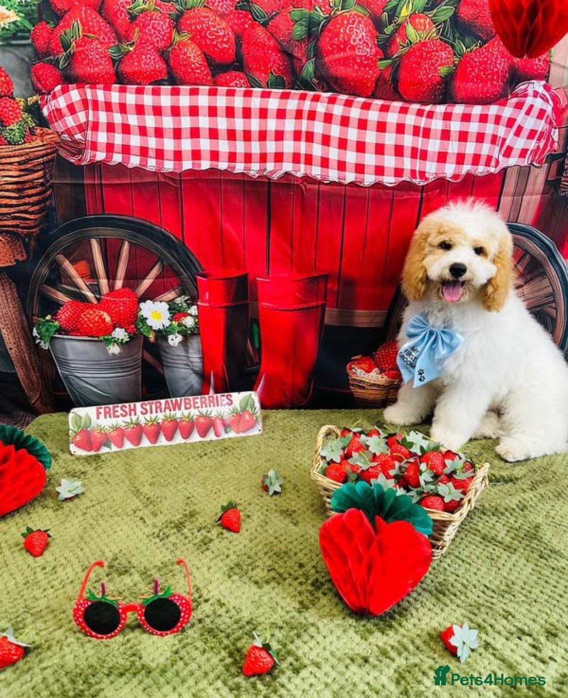 Mixed Breed dogs Hi my names Marley and I’m looking for a new home! - Advert 3