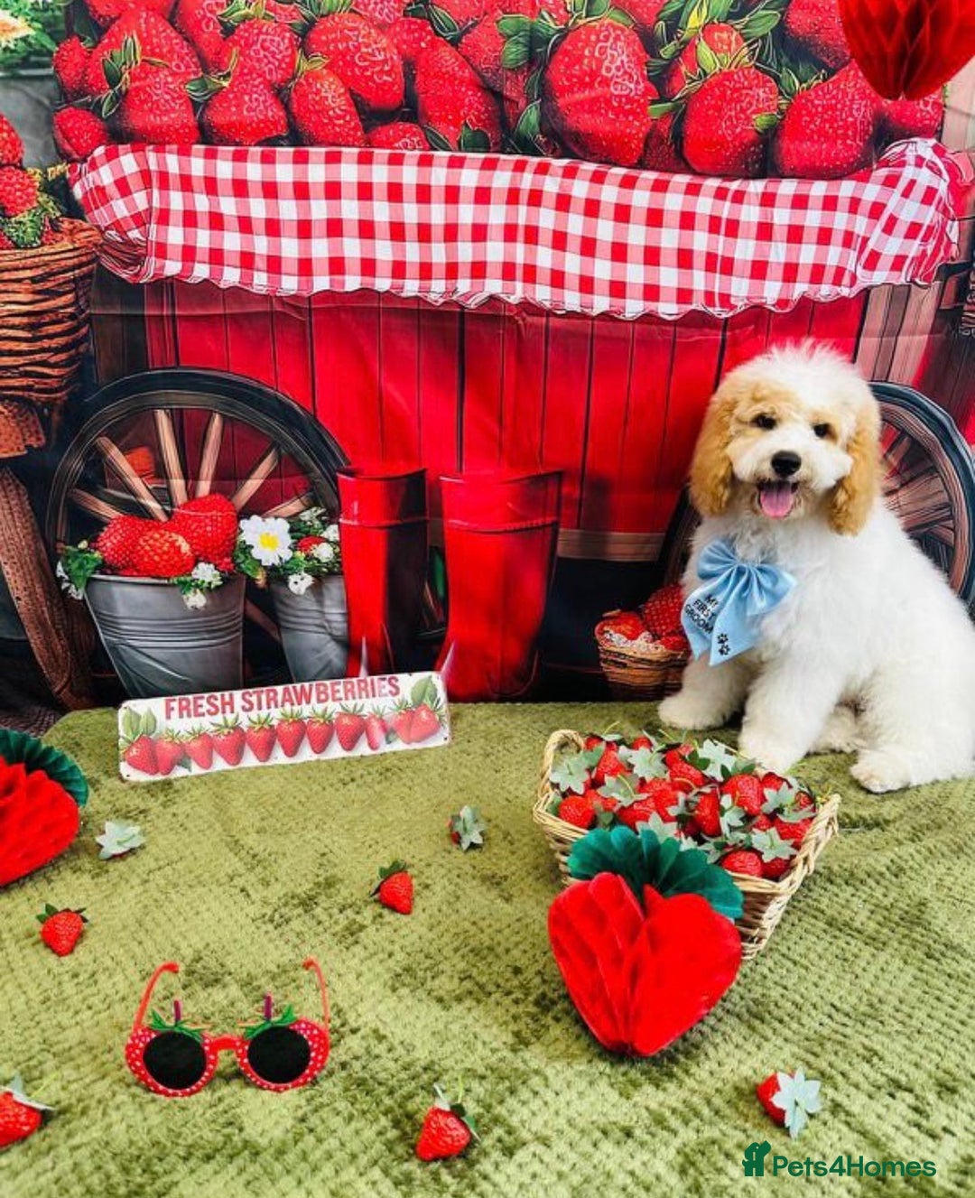 Mixed Breed dogs for sale: Hi my names Marley and I’m looking for a new home! - Advert 1