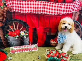 Mixed Breed dogs Hi my names Marley and I’m looking for a new home! - Advert 1