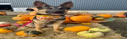 German Shepherd dogs for sale: 18 month old female GSD in Wakefield - Advert 7