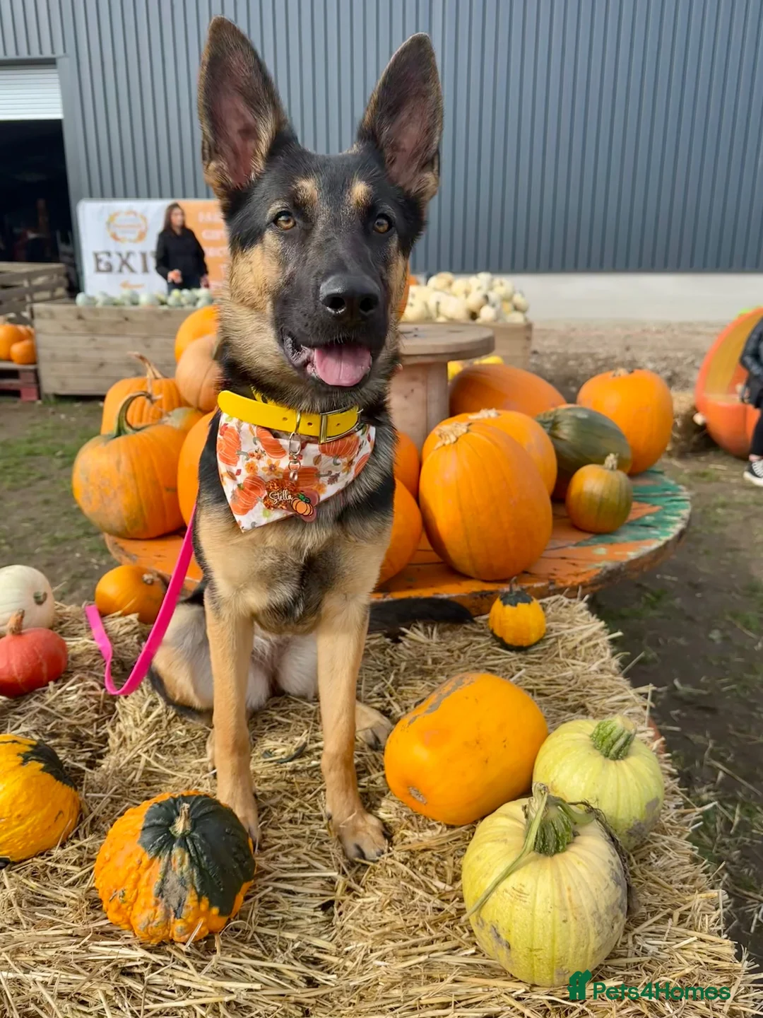 German Shepherd dogs for sale: 18 month old female GSD in Wakefield - Advert 7