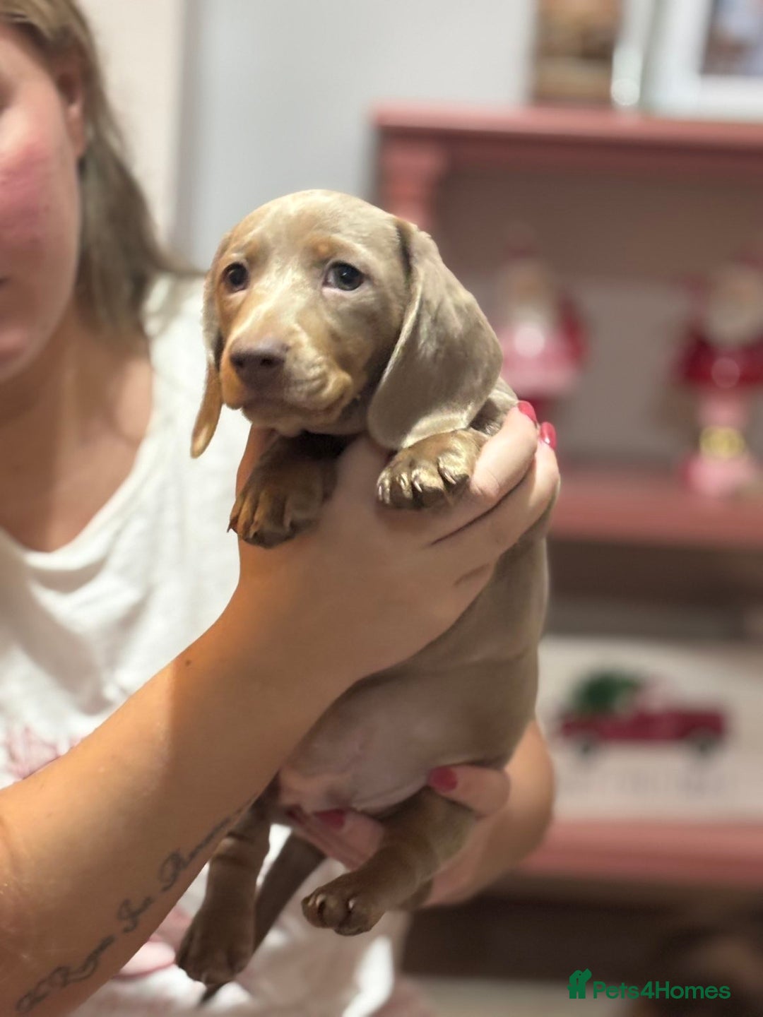 Miniature Dachshund dogs for sale: Last Isabella boy mini dachshund REDUCED  - Advert 3