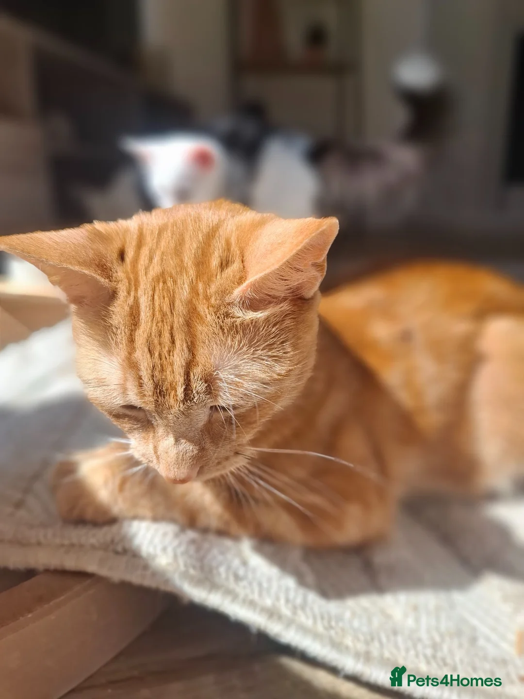 Mixed Breed cats for sale: Beautiful girl ready to find her forever home - Advert 2