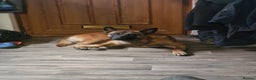 Belgian Shepherd Dog dogs for sale: Belgian Malinois  - Advert 1